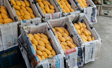 Wall Mural - selling fresh mangoes in a market in Asia. Mango is the most popular fruit in Asia.