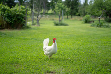 White Chicken On Grass