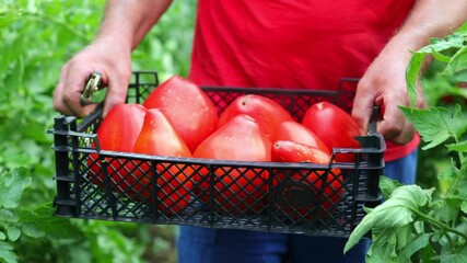 Wall Mural - Farmer carrying crate with fresh organic tomatoes. Horticulture. Homegrown vegetables.