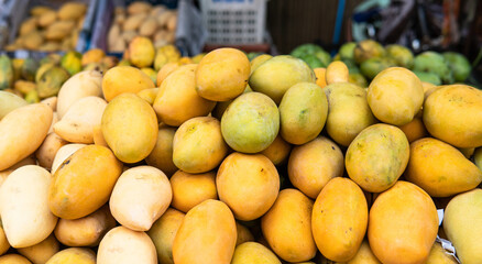 Wall Mural - green mangoes lying on a market counter. Exotic fruits of Asia