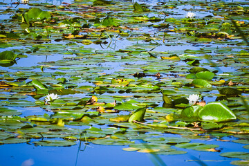 water lilies in the pond