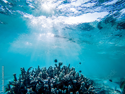 Fotografía underwater marine life on coral reefs