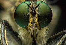 Extreme Sharp And Detailed Portrait Of Robber Fly (Asilidae), Family Of Carnivorous Dipterous Insects Of Suborder Short-billed (Brachycera), Super Macro, Detail On Eye And Face Very Clear