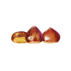Wall Mural - isolated vector illustration of a few scattered chestnuts. open chestnut prickles. hand painted wate