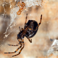 A black and orange spider in a spider web with a blurred background.