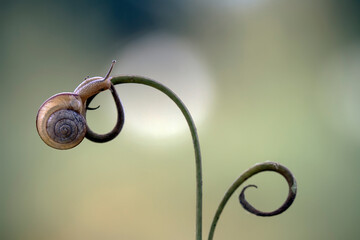 Snail on Branch