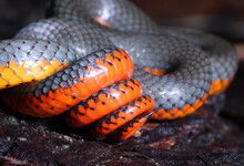 Defensive Display Of The Pacific Ringneck Snake (Diadophis Punctatus Amabilis), Which Coils Its Tail And Shows Off Bright Red And Orange Color When Threatened. 