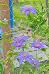 Sticker - Flower clematis 6