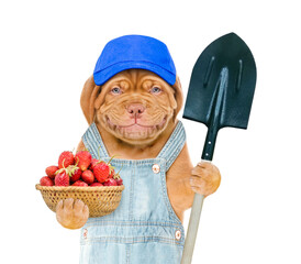 Poster - Smiling puppy farmer wearing overalls and blue cap holds basket of strawberries and shovel. isolated on white background