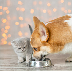 Poster - Pembroke welsh corgi dog and kitten eat together from one bowl at home on festive background