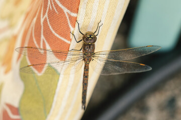 Sticker - dragonfly close up