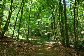 Summer forest. The trail goes along among the trees along the mountainside. Sunny day. Coolness of the forest.