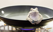 Ceramic Frogs Boiling In A Frying Pan On A Stove - Conceptual Image In Horizontal Format