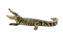 Crocodile Isolated On White Background ,include Clipping Path