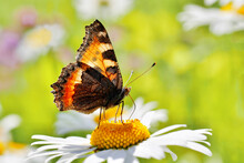 Urticaria Butterfly Feeding On Daisy Flower, Consuming Nectar  Through The Proboscis