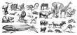 Big collage of different animals, mammals and zoo animals collection / Vintage and Antique illustration from Petit Larousse 1914	