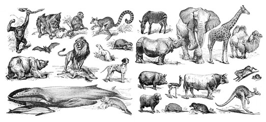 big collage of different animals, mammals and zoo animals collection / vintage and antique illustrat