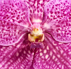 Pink vanda orchid flower close up