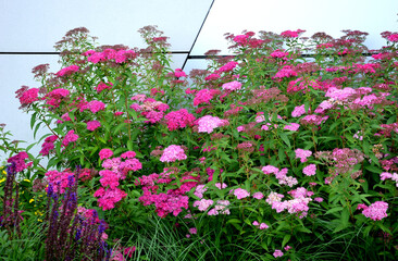 pink meadow sweet plantain detail of flowering shrub up to 1 meter in height blooms in June and July undemanding suitable for the city