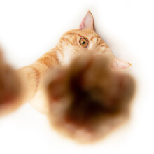Portrait Of Tabby Ginger Cat Reach Out And Trying To Touch Camera Over White Background. Adorable Pet Posing Like He Takes Photos With Smart Phone. Cute Domestic Animal. Red Cat Photographs Himself