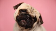 little adorable pug dog with fawn fur sitting and licking the screen in front of him on pink background