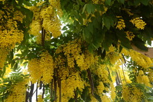 Cassia Fistula, Commonly Known As Golden Shower, Purging Cassia,Indian Laburnum, Or Pudding-pipe Tree,