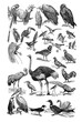 Tropical birds collection, with toucan and Ostrich / Vintage and Antique illustration from Petit Larousse 1914	