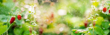 Forest Strawberries Grow On A Bed, Bokeh From Small Splashes Of Water, Sun Rays, Banner