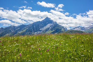 View of the Piz Beverin in the Swiss Alps from an Alpine meadows covered in green grass and colorful flowers in Switzerland during Summer