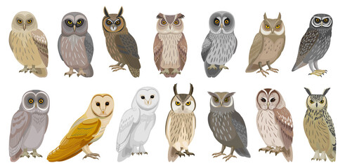 owl bird cartoon vector set illustration of icon. .vector set icon of animal owl. isolated cartoon c