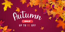 Autumn Sale Falling Leaves Background Nature
