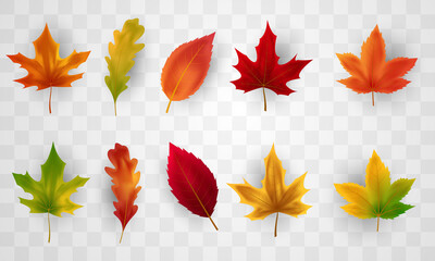 Set leaves background nature Autumn falling