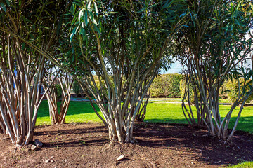 Wall Mural - Green garden flowers view on a sunny day