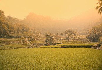 Wall Mural - morning view in the rice fields