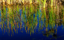 Reeds (also Known As Bulrush And Cattails) Reflected In The Dark Blue Water Of A Wetland. Photographed In New Zealand, Where These Plants Are Called Raupo