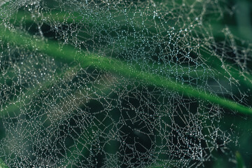 Poster - Cobweb or spider's web against a natural background, Dew drops on a spider .
