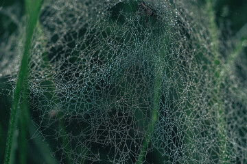 Poster - Cobweb or spider's web against a natural background, Dew drops on a spider .