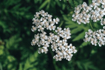Aufkleber - Beautiful growing summer nature background plant. Natural backcrgound pattern texture of design.