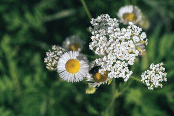 Aufkleber - Beautiful growing summer nature background plant. Natural backcrgound pattern texture of design.