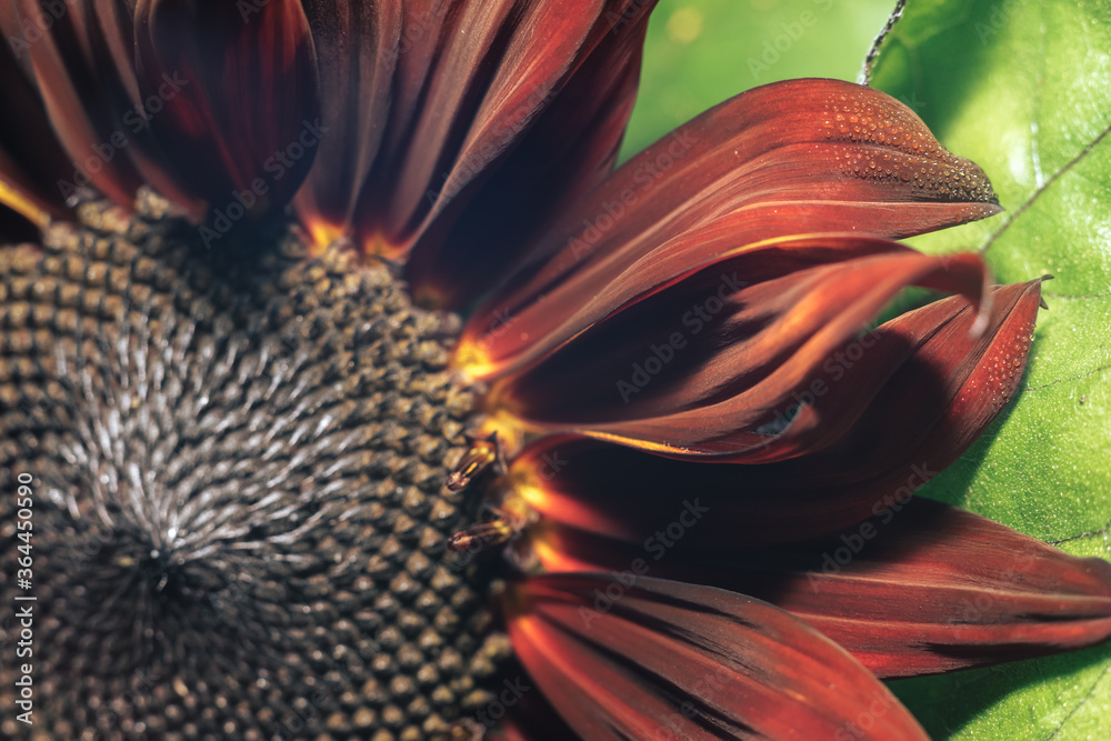 Beautiful growing sunflower red sun on a nature background texture. Close up view.   Sunflower field blooming during the Summer.