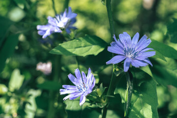 Aufkleber - Beautiful growing summer nature background plant. Natural backcrgound pattern texture of design.