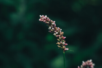 Aufkleber - Beautiful growing summer nature background plant. Natural backcrgound pattern texture of design.