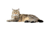 Fototapeta Koty - British Shorthair cats The Scottish hybrid has golden and black stripes and yellow eyes. Lying on the ground and a white background Full side view.