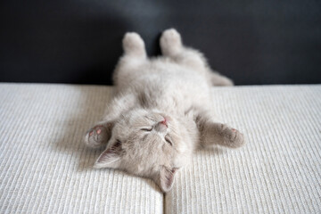 Wall Mural - British Shorthair lilac cat, cute and beautiful kitten closing eyes, sleeping on cloth cushions, lying on top Relaxing posture is very cute.