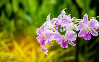 Wall Mural - Beautiful orchids blooming on a green natural background.