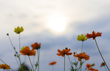 Wall Mural - Beautiful flowers and the evening sun