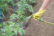 © shesterneva - hand of a white skinned girl in a yellow rubber glove holding a gray garden watering hose and watering tomato seedlings in the garden of a suburban area in the summer in the fresh air top point shoot