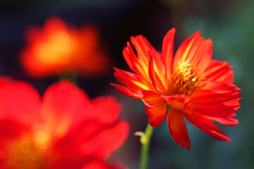 Wall Mural - close up of beautiful orange cosmos flower background