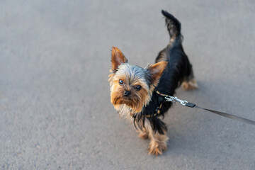 A small Yorkshire Terrier dog walks the streets on a leash