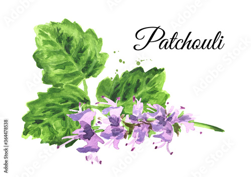 Fotografía Plant patchouli or Pogostemon cablini, flowers and leaves, Hand drawn watercolo